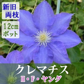 【10月上旬より発送・早割】クレマチス H F ヤング 12cm苗 青紫 【ラヌギノーサ系・新旧両枝咲き】四季咲き 大輪 clematis ブルー 【送料無料】