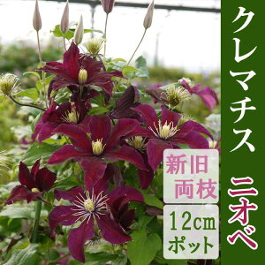 N}`X jIx 12cmc  yWbN}j[nEV}炫zlG炫  clematis bh