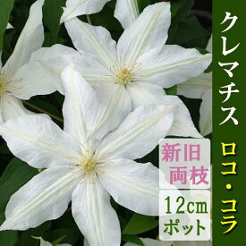 【10月上旬より発送・早割】クレマチス ロコ コラ 12cm苗 白 【ジャックマニー系・新旧両枝咲き】四季咲き 中輪 clematis ホワイト 【送料無料】