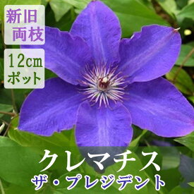 【10月上旬より発送・早割】クレマチス ザ プレジデント 12cm苗 紫 【ラヌギノーサ系・新旧両枝咲き】四季咲き 大輪 clematis パープル 【送料無料】