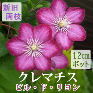 y\EzN}`X r h  12cmc Z yWbN}j[nEV}炫zlG炫  clematis sN y10{菇z