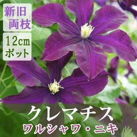 クレマチス ワルシャワ ニキ 12cm苗 紫 【ジャックマニー系・新旧両枝咲き】四季咲き 大輪 clematis パープル