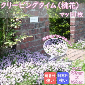 ハーブ クリーピングタイム マット (桃花) 1枚 25cm×25cm シート グランドカバー 雑草除け 雑草対策 宿根草 しゅっこんそう タイム 耐寒性 耐暑性 ピンクの花 お庭作り ガーデニング 育てやすい