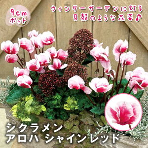 �V�N������ �A���n �V���C�����b�h 9cm�|�b�g �A���J�� cyclamen �L�k�̂悤�ȉ� ���ϊ��� ���N�� �n�N�T��