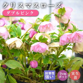 クリスマスローズ 苗 ダブルピンク 実生苗 9cm 八重咲き 実生 冬 花壇 耐寒性 ガーデニング ヘレボルス