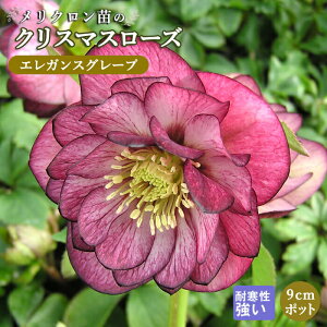 NX}X[Y c GKXO[v Nc 9cm|bg ~ Ԓd ϊ K[fjO w{X ~V