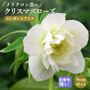 NX}X[Y c GKXACX Nc 9cm|bg ~ Ԓd ϊ K[fjO w{X ~V