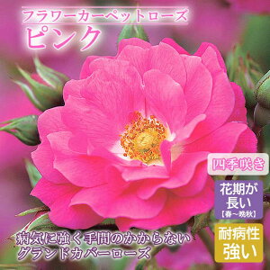 t[J[ybg[Y sN o c [Y 10.5cm Ă₷ aCɋ OhJo[ oc KN