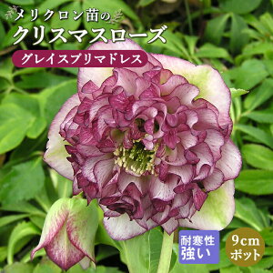 �N���X�}�X���[�Y �c �O���C�X �v���}�h���X �����N�����c 9cm�|�b�g �ϊ��� �K�[�f�j���O �w���{���X �~���V