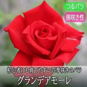 o c OfA[ Ă₷ lG炫 12cm|bg 2Nc o KN [Y rose Grande Amore