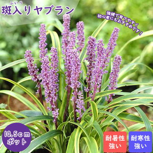 ԕc 胄u 10.5cm|bg u ӂ N  v ϊ Ϗ aCɋ Ă₷ [eiX A SҌ  c