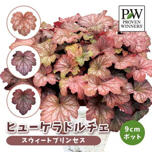 ヒューケラ ドルチェ 人気 苗 カラーリーフ 【スウィートプリンセス(登録品種)】9cmポット 葉色の変化を楽しむ 育てやすい 地植え 寄せ植え ハクサン PW