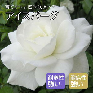 o c ACXo[O Ă₷ lG炫 12cm|bg 2Nc  WFRSa KN [Y rose Iceberg