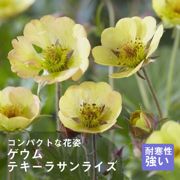 楽天市場 宿根草 苗 ゲウム テキーラサンライズ ９ｃｍロングポット バラに合う しゅっこんそう 多年草 ペレニアル 花の大和 楽天市場店