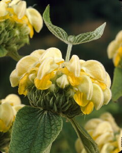 y\Ezh c t~X bZAi 9cmO|bg ɋ Ϗ 񂻂 N yjAy11{菇z