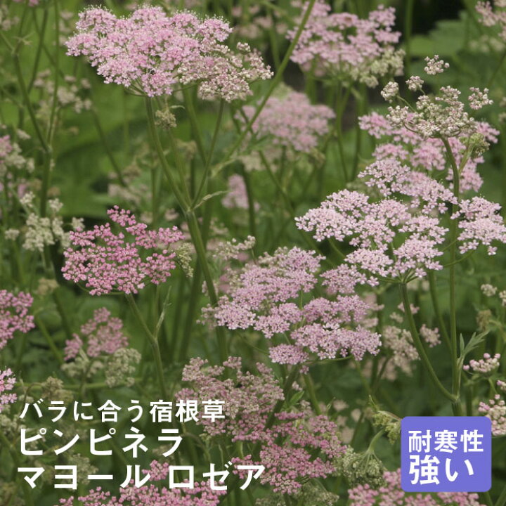 楽天市場 宿根草 苗 ピンピネラ マヨール ロゼア ９ｃｍロングポット バラに合う しゅっこんそう 多年草 ペレニアル 花の大和 楽天市場店