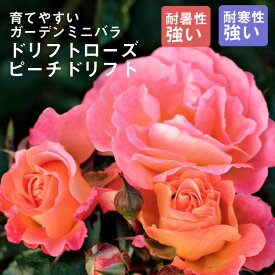楽天市場 ミニバラ 苗 苗物 ガーデニング 農業 花 ガーデン Diyの通販