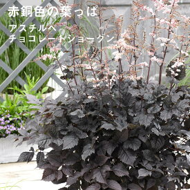 楽天市場 アスチルベの通販