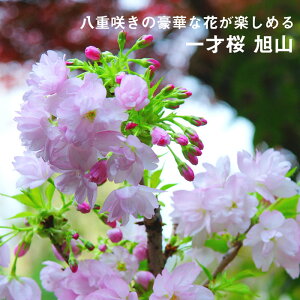 サクラ 苗木 一才桜 旭山 12cmポット 桜 sakura 盆栽 ミニ盆栽 bonsai 八重咲き 送料無料