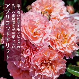 ドリフトローズ 苗 アプリコットドリフト 9cmポット 育てやすい ガーデン ミニバラ バラ 薔薇 ローズ rose （登録品種）
