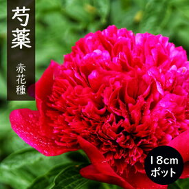 【予約・早割】芍薬 苗 18cmポット 赤花種 花苗 大株 しゃくやく シャクヤク ガーデニング プランター 宿根草 宿根 園芸【10月下旬より順次発送】