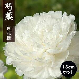 y\Ez䉖 c 18cm|bg Ԏ ԕc 劔 Ⴍ₭ VNN K[fjO v^[ h h |y10{菇z
