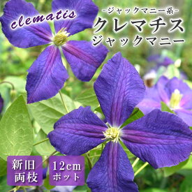 【予約・早割】クレマチス ジャックマニー 12cm 苗 青色 【ジャックマニー系・新旧両枝咲き】四季咲き 大輪 clematis ブルー 【10月上旬より順次発送】