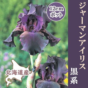 【予約】ジャーマンアイリス ポット植え 【 黒系 】 12cmポット 北海道産 育てやすい 大株 秋植え 冬植え ブラック 花の大和【10月下旬より順次発送】