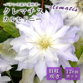 【10月上旬より発送・早割】クレマチス カルセドニー 12cm 苗 薄紫色 【パテンス系・旧枝咲き】四季咲き 八重咲き 早咲き 大輪 clematis パープル【送料無料】