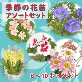 花 苗 セット 季節の花苗 見計らい アソートセット 8～10ポット 花苗 庭 園芸 ガーデニング 苗物 ナチュラル ガーデン 庭園 送料無料