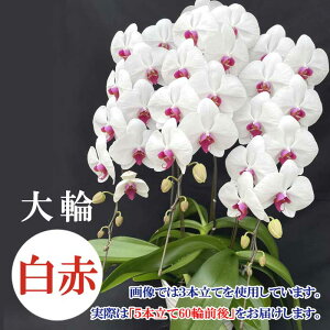 y  E bsO z Ӓ ֕i yIׂdāEJ[4Fz 傤 JXj j a lٓ hV̓ ̓