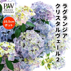 アジサイ 苗 ラグランジア クリスタルヴェール2 10.5cmポット 紫陽花 ハイドランジア 耐寒性 苗木 庭木 花木 花色変化 ローメンテナンス ハクサン PW