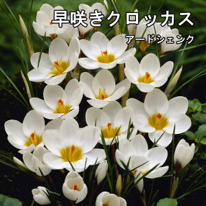 y\Ez 炫 NbJX  A[hVFN 7 zCg  HA crocus 񂹐A Ԓd Ԃ̑a y10㒆{菇z