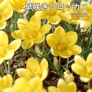y\Ez 炫 NbJX  }X 7 CG[  HA crocus 񂹐A Ԓd Ԃ̑a y10㒆{菇z