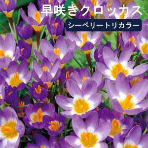 y\Ez 炫 NbJX  V[x[gJ[ 7 gR[ J[ HA crocus 񂹐A Ԓd Ԃ̑a y10㒆{菇z