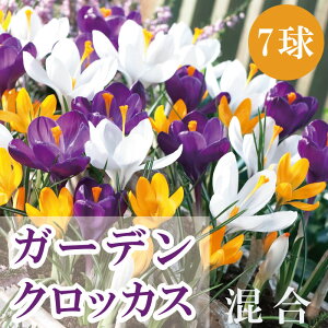 y\Ez K[f NbJX   7 ~bNX Jt HA crocus 񂹐A Ԓd Ԃ̑a y10㒆{菇z