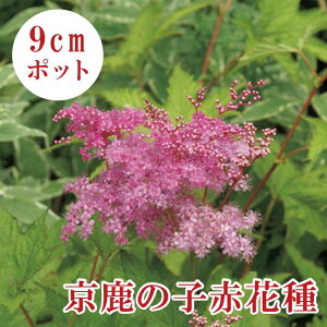 y\Ezh c ̎q LEJmR ԉԎ 9cmO|bg R쑐 N ay11{菇z