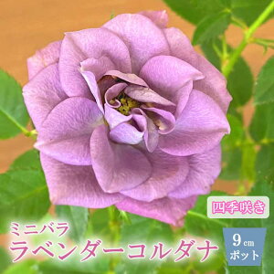 �~�j�o�� ���x���_�[�R���_�i �o�� �c ���[�Y 9cm 3�� �o���c �K�N �l�G�炫 rose �K�[�f�j���O ���| ���� lavender kordana ���x���_�[ �R���_�i �� �p�[�v��