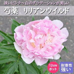�y�}���\�����Ԓ�P5�{�z�y10�����{��蔭���E�����z 䉖� �c �����A���E�C���h 12cm�|�b�g ���F ���Ⴍ�₭ �V���N���N �K�[�f�j���O �v�����^�[ �h���� �h�� ���|