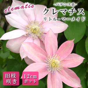 N}`X g}[Ch 12cm c F ypeXnE}炫zlG炫  clematis sN