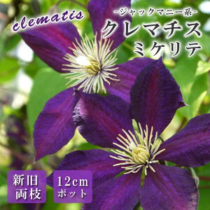 N}`X ~Pe 12cm c F yWbN}j[nEV}炫zlG炫  clematis p[v
