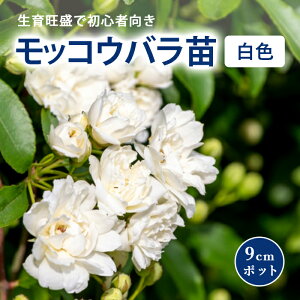 ���b�R�E�o�� �c�� �� ���d�炫 ���F 9cm �|�b�g �K�[�f�j���O ���| ��o�� ���牠�� ��Ă₷�� �؍��K�N �o�� �o���c �K�N rose