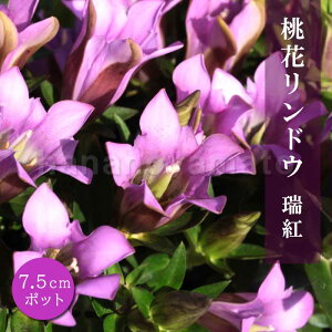 ԃhE g ( YCRE ) 7.5cm|bg _ N R쑐 H炫 ԕc t ϊ ؂  