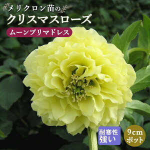 y\EzNX}X[Y c [v}hX Nc 9cm|bg ~ Ԓd ϊ K[fjO w{X ~Vy10{菇z