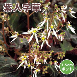 l c 7.5cm|bg ϔt R쑐 N A 啶 H炫 TLWW\E