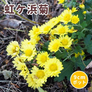 Ple c 9cm|bg R쑐 e H炫 ؂ Gi jWKn}MN
