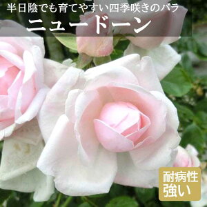 o c j[h[ Ă₷ A lG炫 12cm|bg 2Nc K[f KN [Y New Dawn