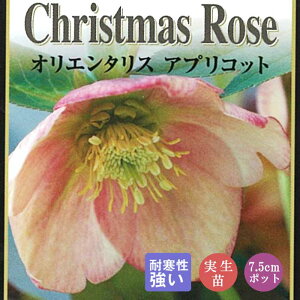 NX}X[Y c AvRbg c 7.5cm  ~ Ԓd ϊ K[fjO w{X