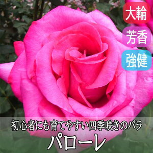 o c p[ Ă₷ lG炫 12cm|bg 2Nc  KN [Y rose Parole