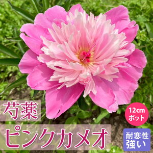 y\Ez䉖 c sNJI 12cm|bg sN Ⴍ₭ VNN K[fjO v^[ h h |y10{菇z